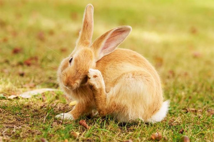 Itching and Scratching in Rabbits
