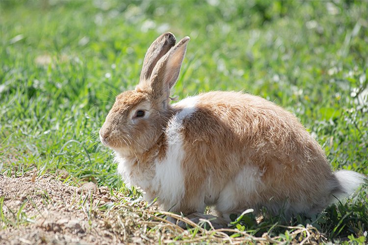 Itching and Scratching in Rabbits