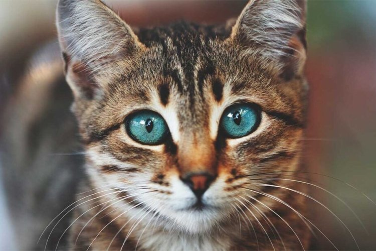 Cats and Their Very Special Eyes