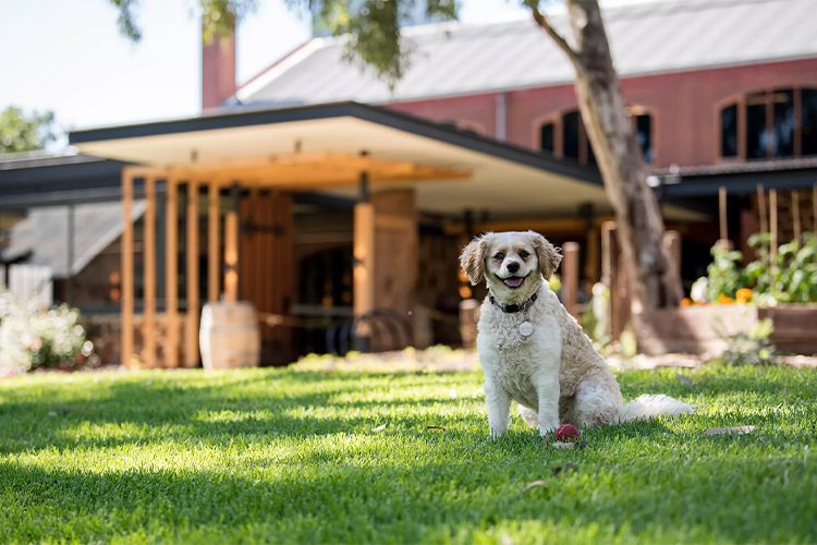 Exploring Pet-Friendly Wineries: Types, Locations, and More