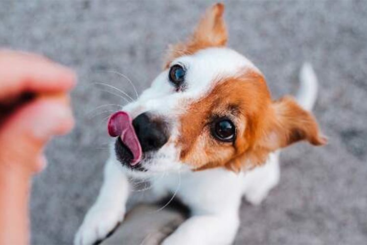 Finding the Best Dog Chews