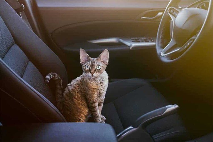 How to Take Your Cat on a Car Ride