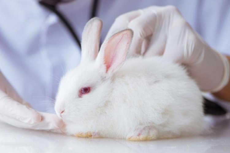 Illnesses in Rabbits