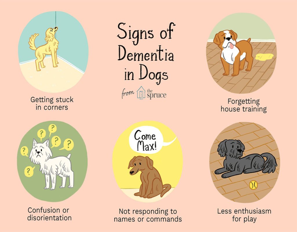 Dementia in Senior Dogs