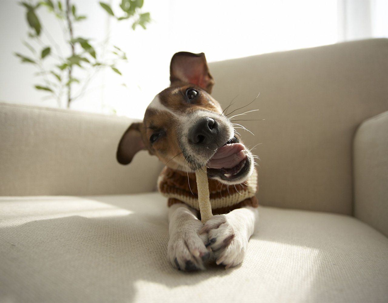 Finding the Best Dog Chews