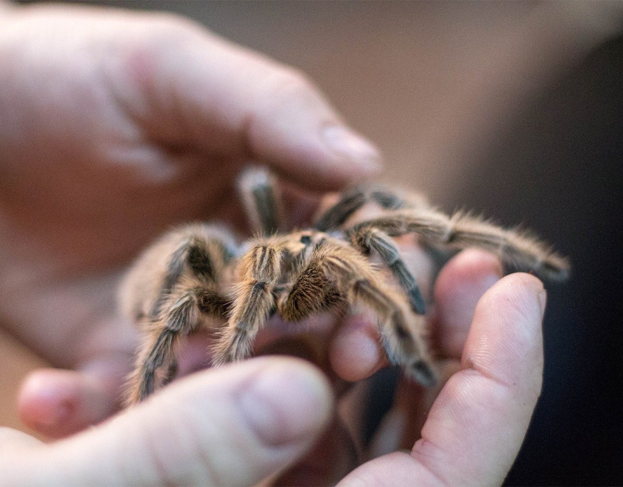 How to Care for a Tarantula as a Pet