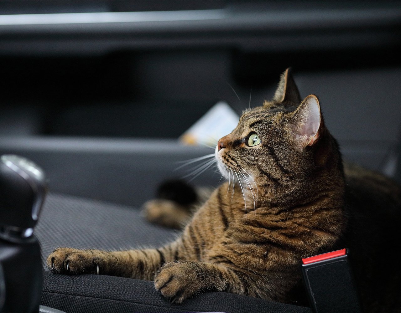 How to Take Your Cat on a Car Ride