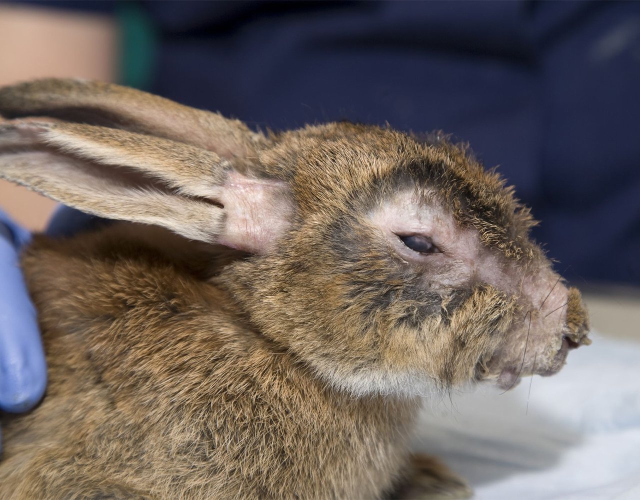 Illnesses in Rabbits