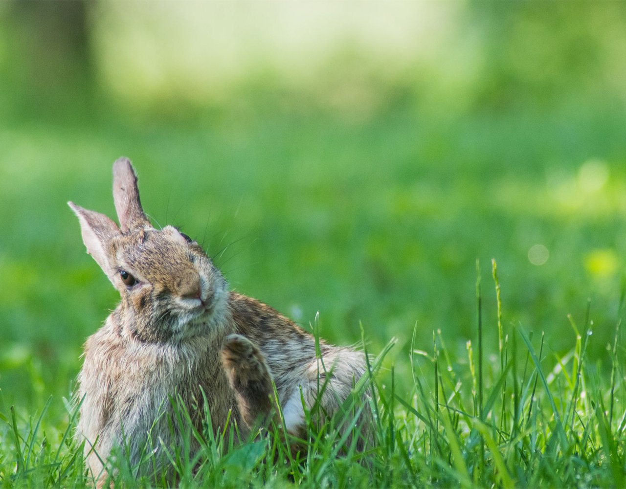 Itching and Scratching in Rabbits