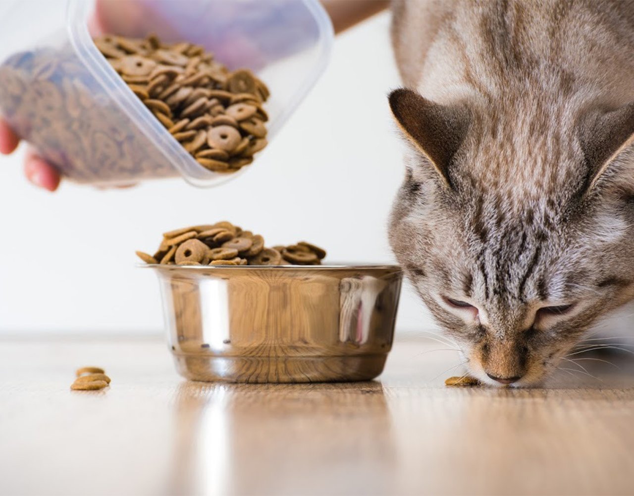 Meat Byproducts in Cat Food