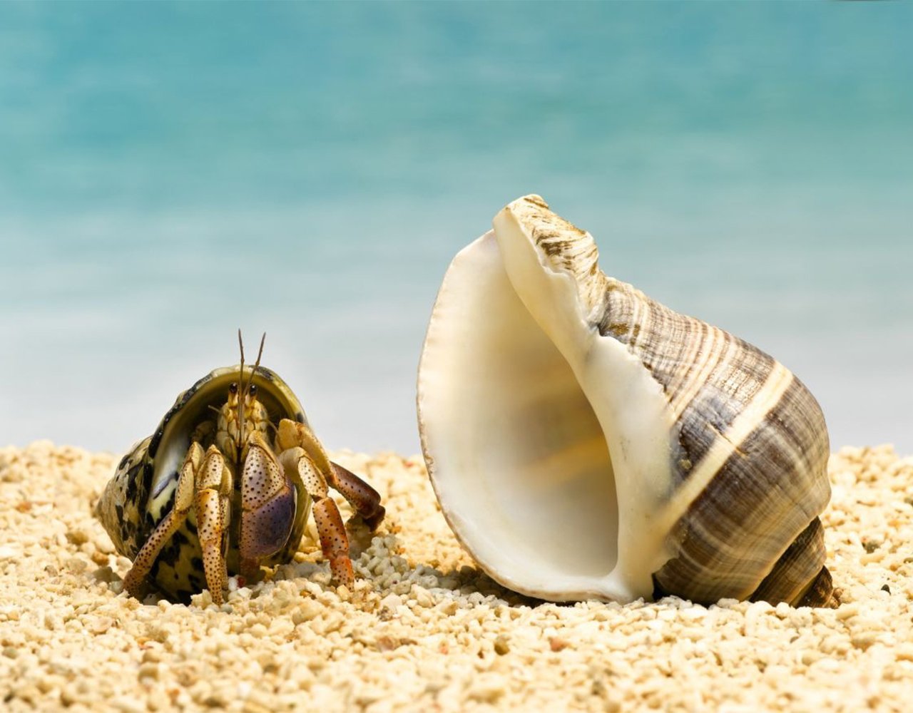 Shell Emptying in Hermit Crabs