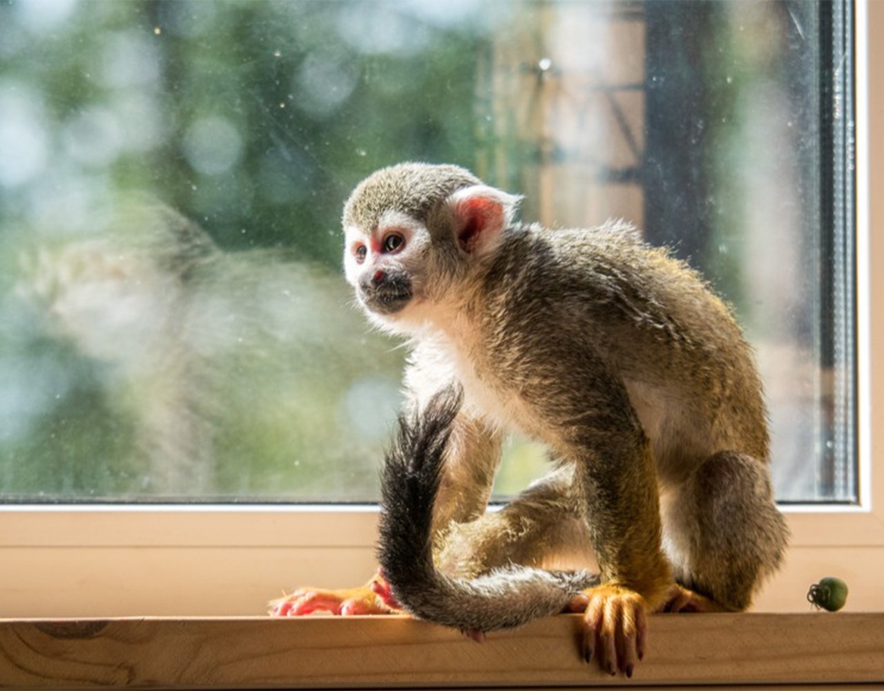 Should you keep a monkey as a pet?