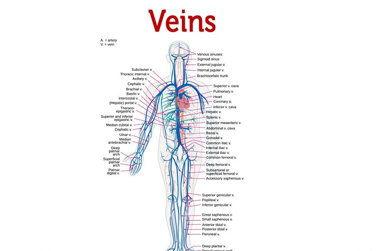 Veins Play a Key Role in the Body: Here's What It's All About