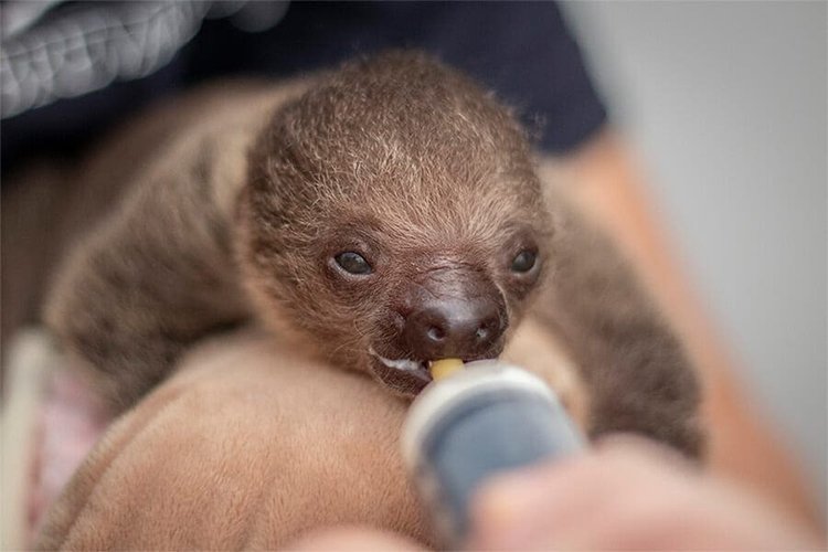 Should you keep a sloth as a pet?