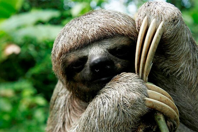 Should you keep a sloth as a pet?