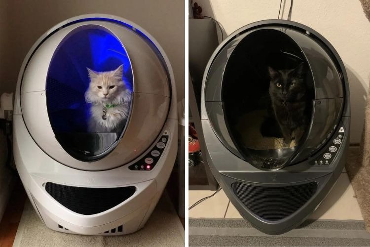 Does the Litter Robot Live Up to the Hype? A Cat Owner's Honest Review