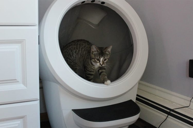 Does the Litter Robot Live Up to the Hype? A Cat Owner's Honest Review