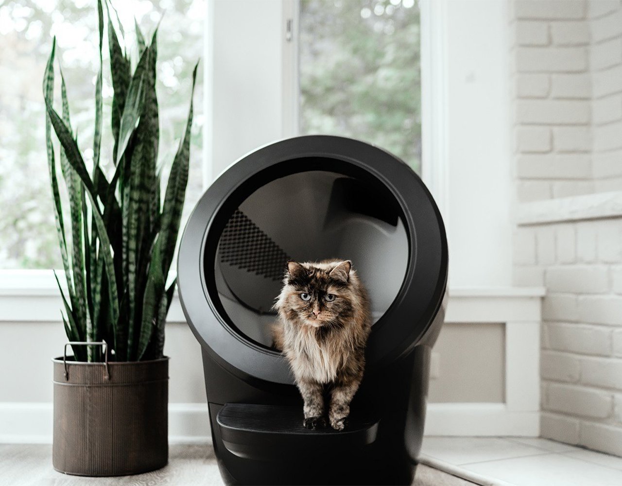 Does the Litter Robot Live Up to the Hype? A Cat Owner's Honest Review
